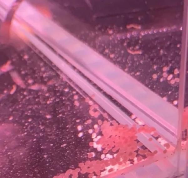 金菠蘿魚怎么分公母【如何區分金菠蘿魚】