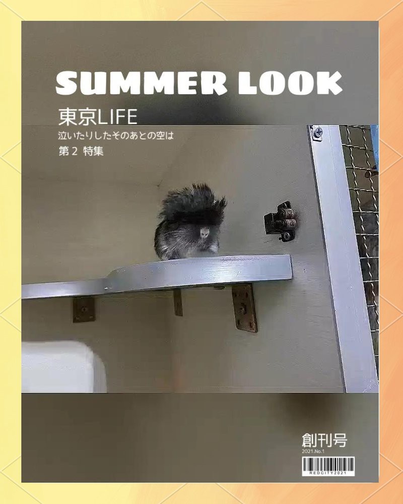 龍貓合籠失敗后需要多久再試？【龍貓合籠失敗后再次嘗試的時間需根據(jù)具體情況調(diào)整】