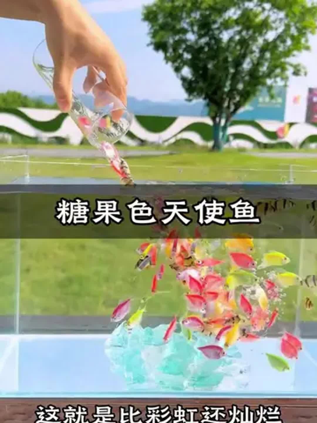 老虎天使魚和天使魚哪個更漂亮【老虎天使魚和天使魚在外觀上各有特色】