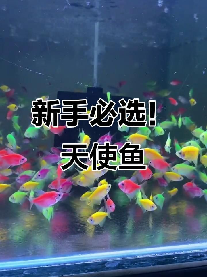 老虎天使魚和天使魚哪個更漂亮【老虎天使魚和天使魚在外觀上各有特色】