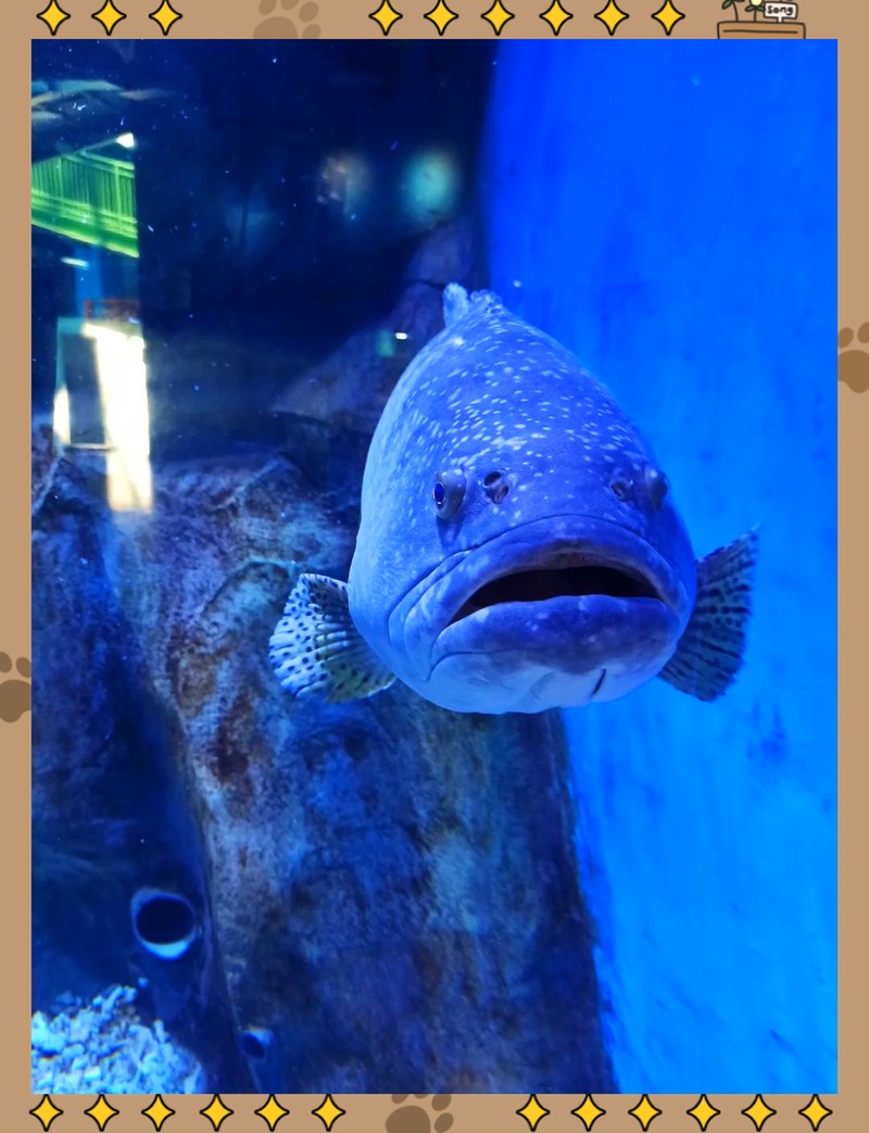 昭通水族店【昭通哪家水族店口碑最好】 全國水族館企業名錄 第1張 昭通水族店【昭通哪家水族店口碑最好】 昭通水族店【昭通哪家水族店口碑最好】 全國水族館企業名錄 第1張