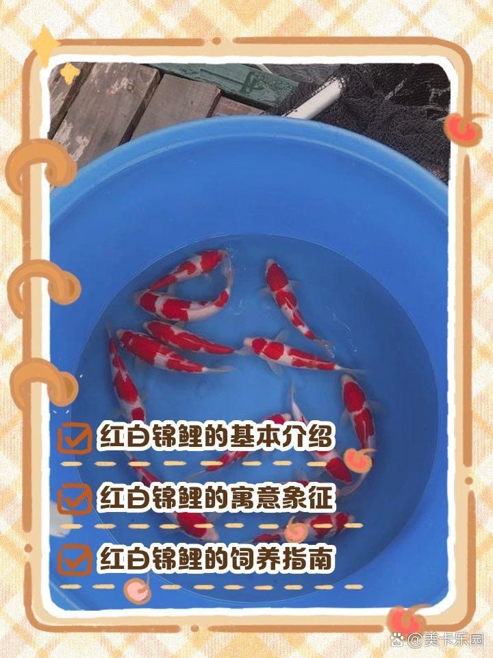 紅白錦鯉和三色錦鯉的寓意【紅白錦鯉與三色錦鯉】 龍魚論壇 第10張 紅白錦鯉和三色錦鯉的寓意【紅白錦鯉與三色錦鯉】 紅白錦鯉和三色錦鯉的寓意【紅白錦鯉與三色錦鯉】 龍魚論壇 第10張