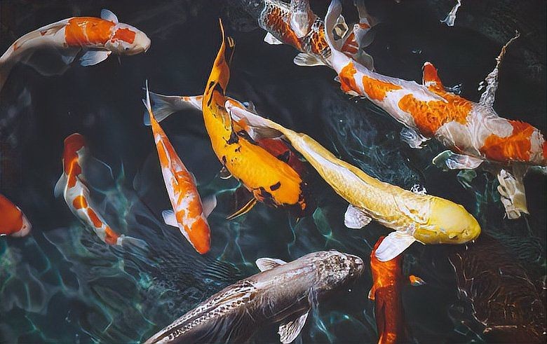 紅白錦鯉和三色錦鯉的寓意【紅白錦鯉與三色錦鯉】 龍魚論壇 第17張 紅白錦鯉和三色錦鯉的寓意【紅白錦鯉與三色錦鯉】 紅白錦鯉和三色錦鯉的寓意【紅白錦鯉與三色錦鯉】 龍魚論壇 第17張