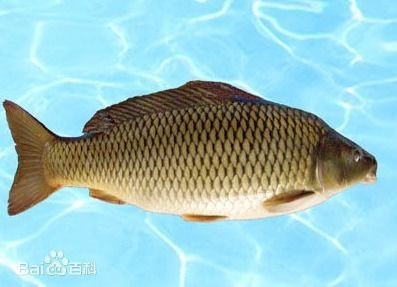 紅白錦鯉和三色錦鯉的寓意【紅白錦鯉與三色錦鯉】 龍魚論壇 第16張 紅白錦鯉和三色錦鯉的寓意【紅白錦鯉與三色錦鯉】 紅白錦鯉和三色錦鯉的寓意【紅白錦鯉與三色錦鯉】 龍魚論壇 第16張
