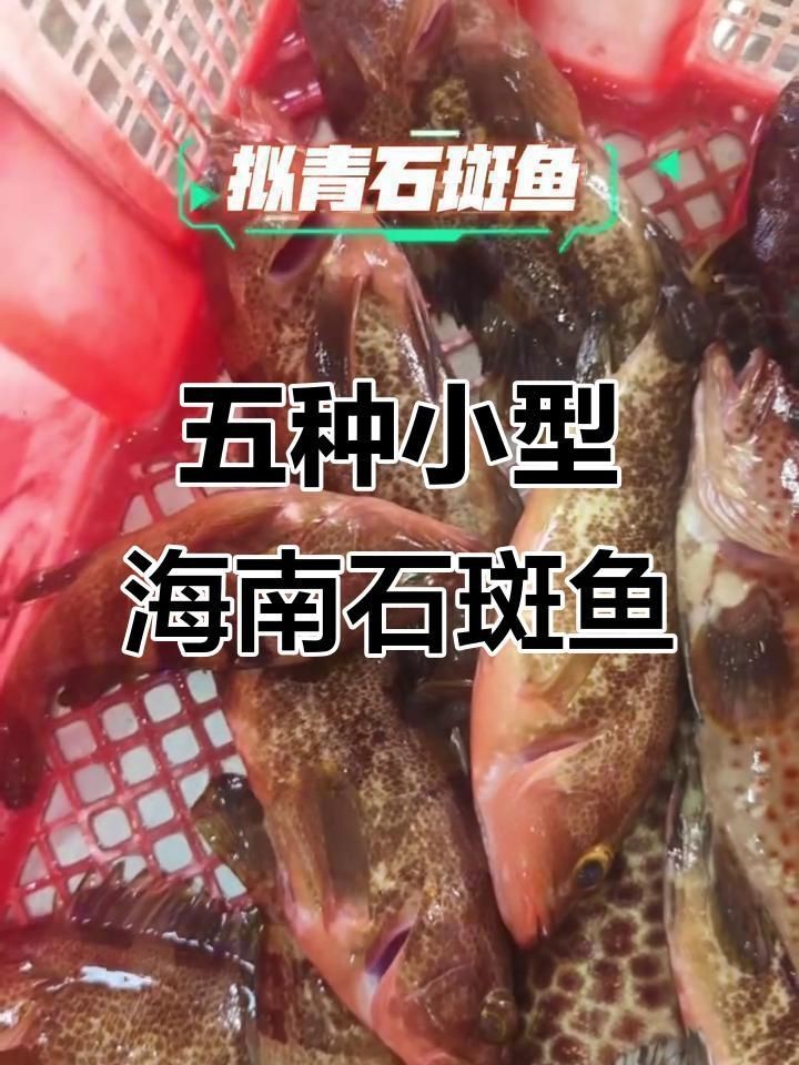 龍躉魚是石斑魚嗎【上觀,海洋科普丨石斑魚中的巨無霸——龍躉】