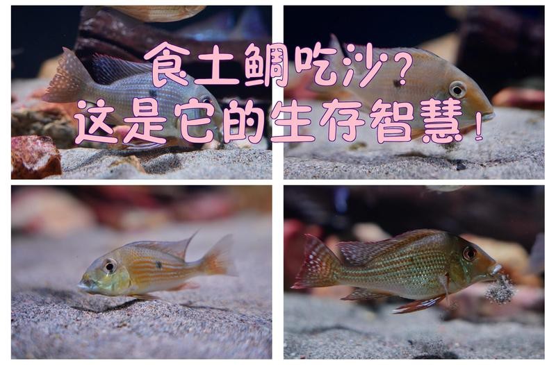 食土鯛最建議買的品種【食土鯛的選購指南】 食土鯛最建議買的品種【食土鯛的選購指南】 龍魚論壇 第4張