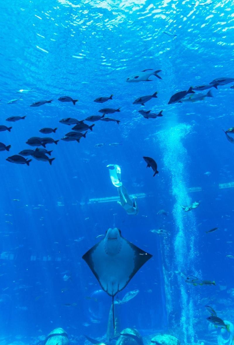 西盟水族店【西盟縣有哪些知名的水族店】 西盟水族店【西盟縣有哪些知名的水族店】 全國水族館企業(yè)名錄 第10張