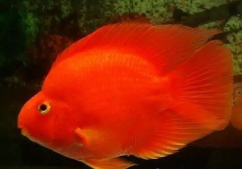 金剛鸚鵡魚與財神鸚鵡的區別【財神鸚鵡魚和金剛鸚鵡魚的區別】