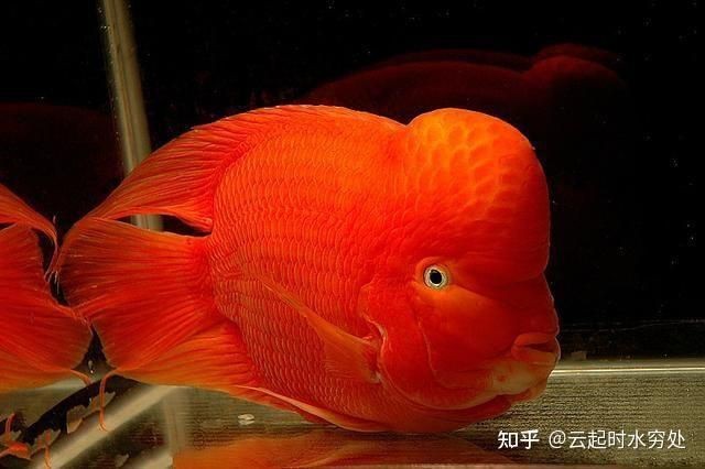 金剛鸚鵡魚與財神鸚鵡的區別【財神鸚鵡魚和金剛鸚鵡魚的區別】