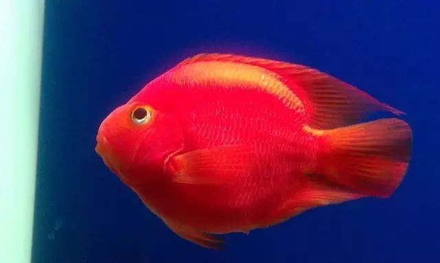 金剛鸚鵡魚與財神鸚鵡的區別【財神鸚鵡魚和金剛鸚鵡魚的區別】