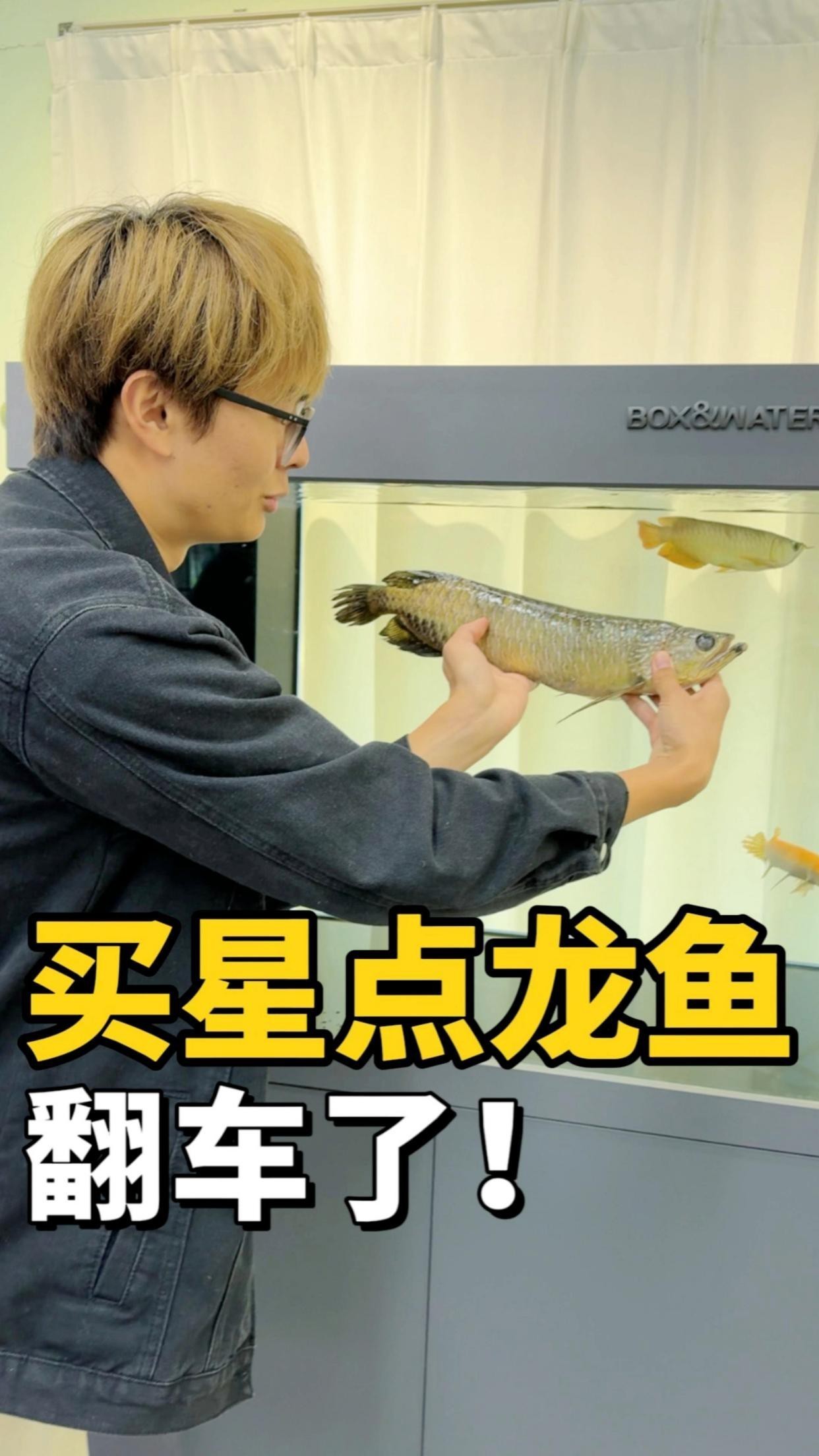 金龍魚死了應(yīng)該如何處理？【金龍魚死了怎么處理】
