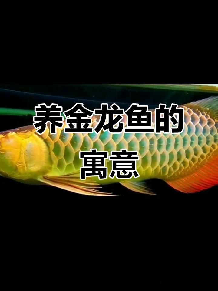 龍魚養幾條風水最好呢【從風水角度結合飼養實際，龍魚養殖數量建議如下：01:18】 龍魚養幾條風水最好呢【從風水角度結合飼養實際，龍魚養殖數量建議如下：01:18】 龍魚百科 第6張