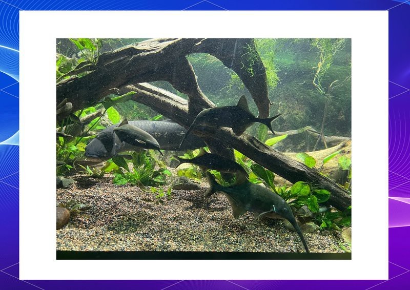 英山水族店【教你開好一家英山水族店】