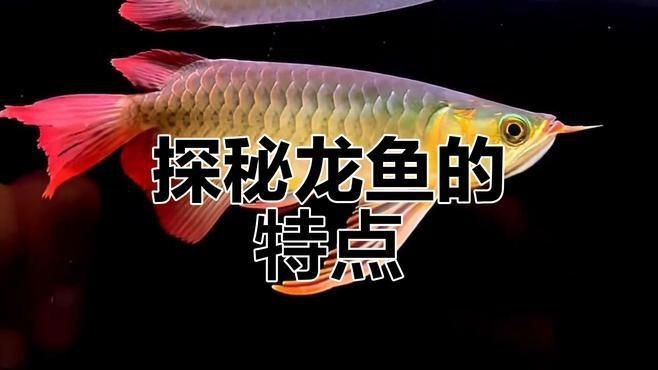 中國龍魚【中國龍魚生長全過程揭秘:從卵到七十公分的秘密半勺泡泡糖】 龍魚百科 第2張 中國龍魚【中國龍魚生長全過程揭秘:從卵到七十公分的秘密半勺泡泡糖】 中國龍魚【中國龍魚生長全過程揭秘:從卵到七十公分的秘密半勺泡泡糖】 龍魚百科 第2張