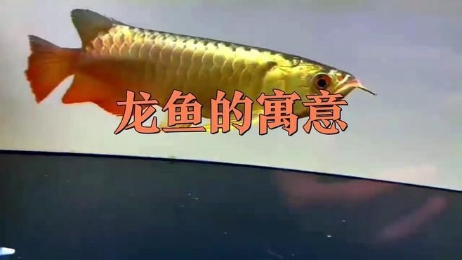 中國龍魚【中國龍魚生長全過程揭秘:從卵到七十公分的秘密半勺泡泡糖】 龍魚百科 第6張 中國龍魚【中國龍魚生長全過程揭秘:從卵到七十公分的秘密半勺泡泡糖】 中國龍魚【中國龍魚生長全過程揭秘:從卵到七十公分的秘密半勺泡泡糖】 龍魚百科 第6張