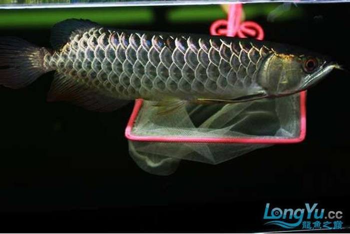 B過背金龍是雜牌子嗎【b級過背金龍魚水族中文門戶網(wǎng)站過背和b過有什么區(qū)別】 B過背金龍是雜牌子嗎【b級過背金龍魚水族中文門戶網(wǎng)站過背和b過有什么區(qū)別】 龍魚論壇 第4張