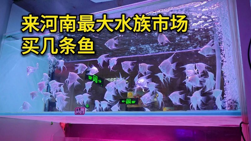 杞縣水族店【杞縣水族市場以祥龍魚場分店為代表主營高端龍魚等觀賞魚及配套器材】