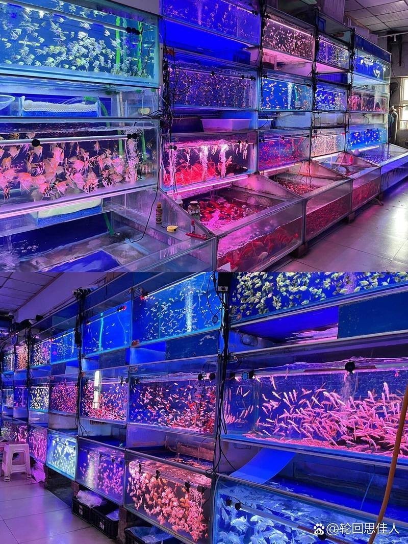 杞縣水族店【杞縣水族市場以祥龍魚場分店為代表主營高端龍魚等觀賞魚及配套器材】