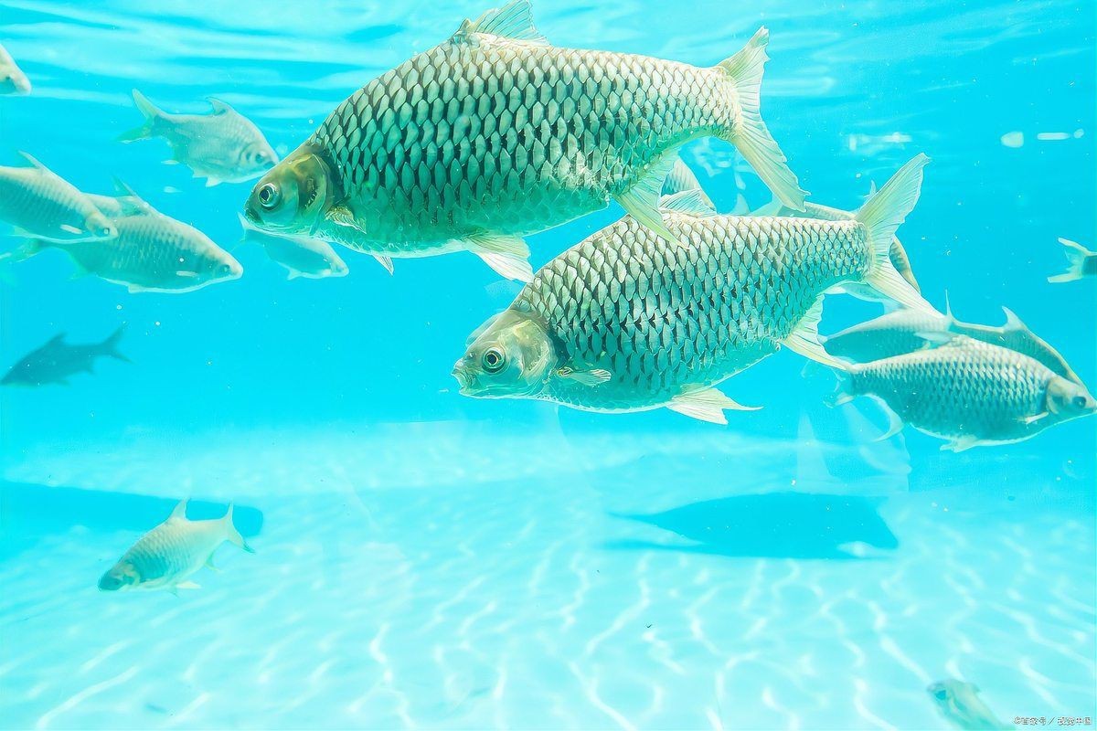 魚缸過濾器哪種好，魚缸底濾哪個品牌好魚缸底濾哪個品牌好魚缸過濾器哪種好