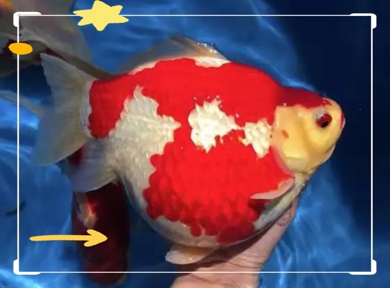 頂級玉鯖魚是什么魚【日本玉鯖魚的魅力】 頂級玉鯖魚是什么魚【日本玉鯖魚的魅力】 龍魚論壇 第2張