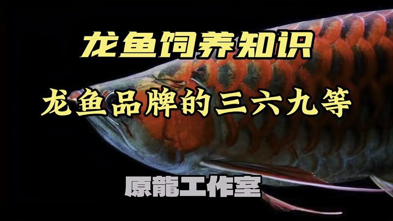 短身龍魚屬于什么檔次【短身龍魚中的特殊變異品種\