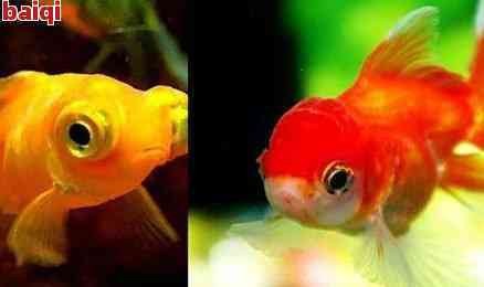 魚(yú)嘴朝向風(fēng)水【都江堰“魚(yú)嘴”分水工程揭秘魚(yú)嘴朝向的風(fēng)水意義與應(yīng)用】