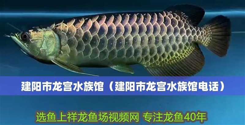 建陽龍魚店【建陽區潭城街道人民路的龍宮水族館有哪些龍魚品種】