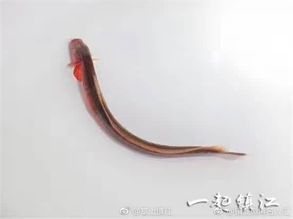 紅狼牙鰕虎魚有毒嗎【關于紅狼牙鰕虎魚是否含有毒素的問題，網友：咬人有毒】