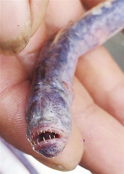 紅狼牙鰕虎魚有毒嗎【關于紅狼牙鰕虎魚是否含有毒素的問題，網友：咬人有毒】