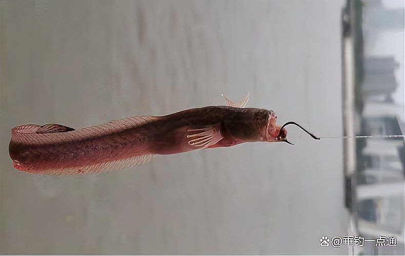 紅狼牙鰕虎魚有毒嗎【關于紅狼牙鰕虎魚是否含有毒素的問題，網友：咬人有毒】