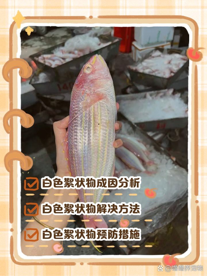 龍魚背上有白色絮狀物【龍魚水霉病的防治與養護指南】 龍魚背上有白色絮狀物【龍魚水霉病的防治與養護指南】 龍魚論壇 第5張