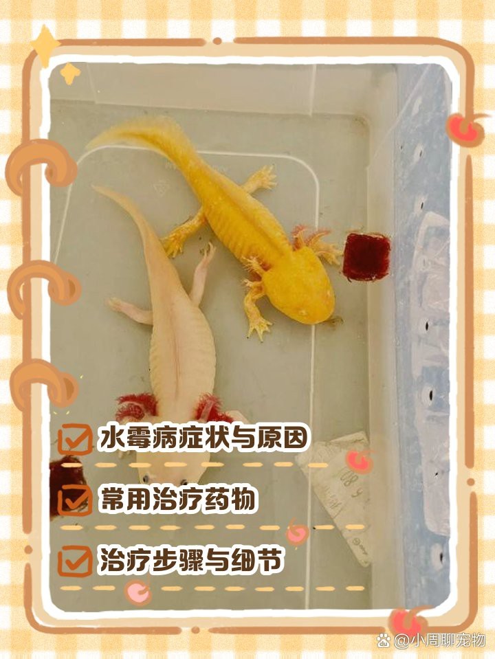 龍魚背上有白色絮狀物【龍魚水霉病的防治與養護指南】 龍魚背上有白色絮狀物【龍魚水霉病的防治與養護指南】 龍魚論壇 第6張