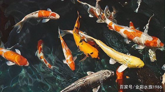 錦鯉一般什么人壓不住【關(guān)于錦鯉養(yǎng)殖的適宜人群與禁忌群體】