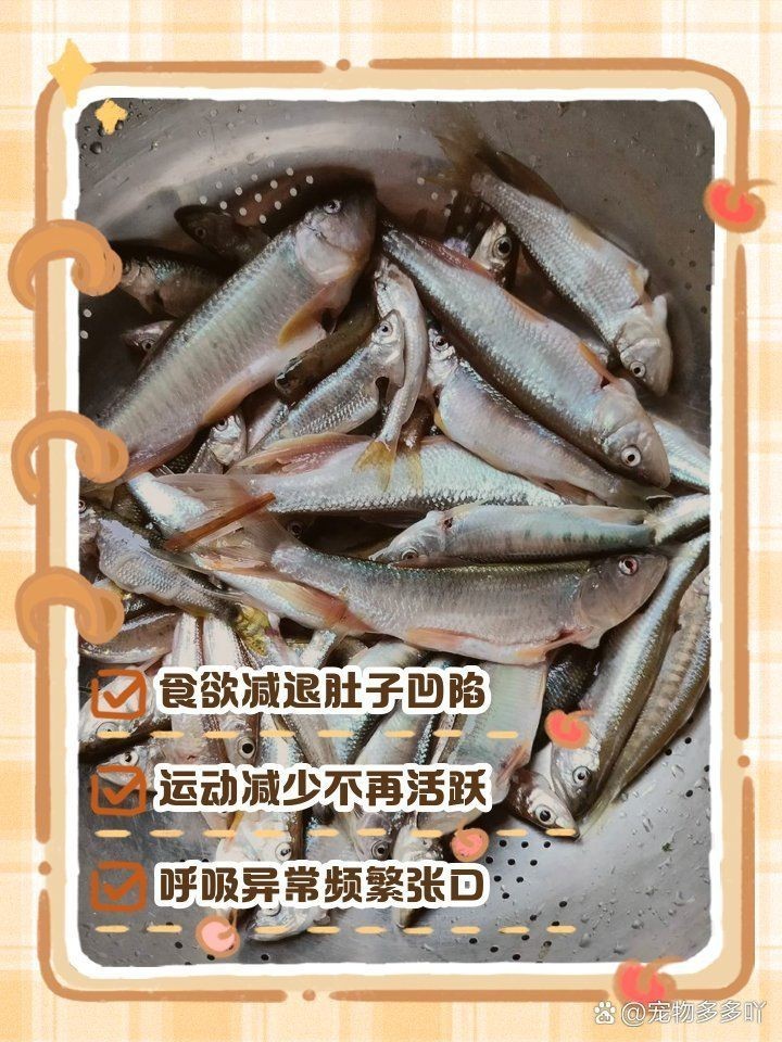 金魚死亡前的征兆【關于金魚死亡前征兆的詳細分析】 金魚死亡前的征兆【關于金魚死亡前征兆的詳細分析】 龍魚百科 第14張