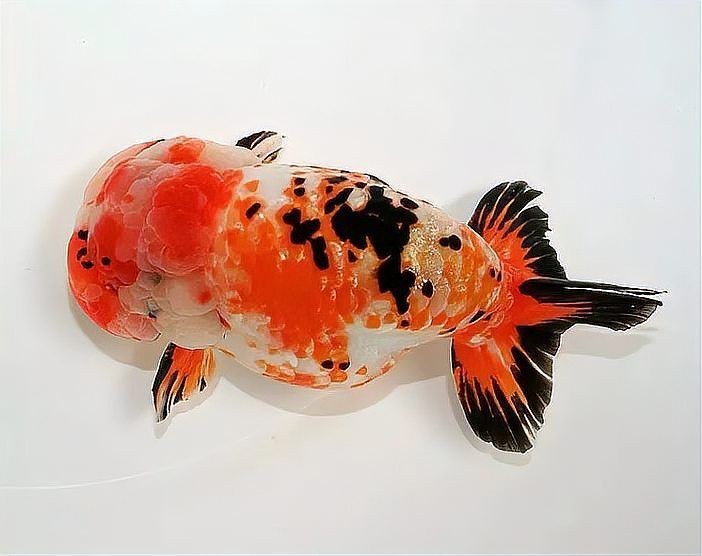金魚死亡前的征兆【關于金魚死亡前征兆的詳細分析】 金魚死亡前的征兆【關于金魚死亡前征兆的詳細分析】 龍魚百科 第24張