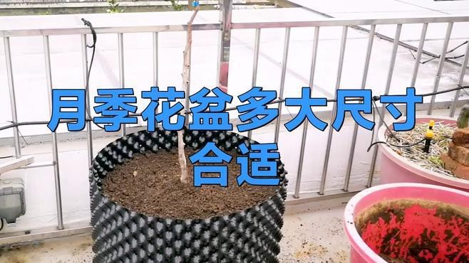紅龍月季需要多大的花盆？【紅龍月季怎么養？】