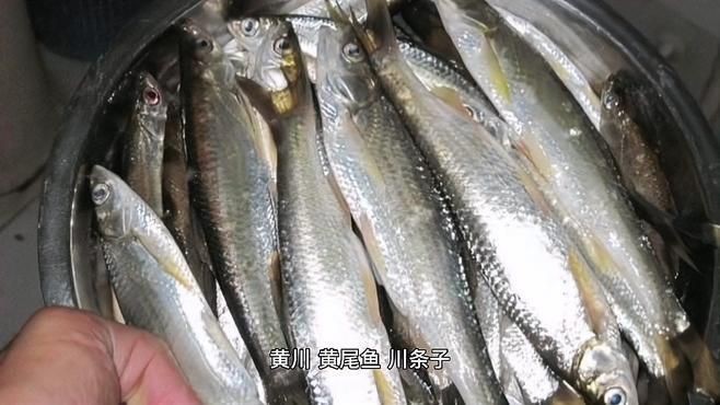 鲴魚有哪幾種【鲴魚是鯉形目鯉科密鲴亞科下的重要經濟魚類類類群】