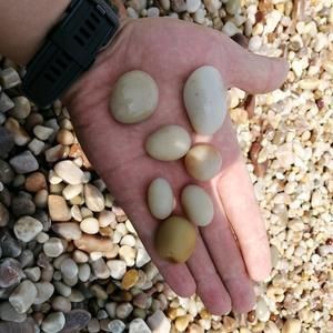 鲴魚有哪幾種【鲴魚是鯉形目鯉科密鲴亞科下的重要經濟魚類類類群】
