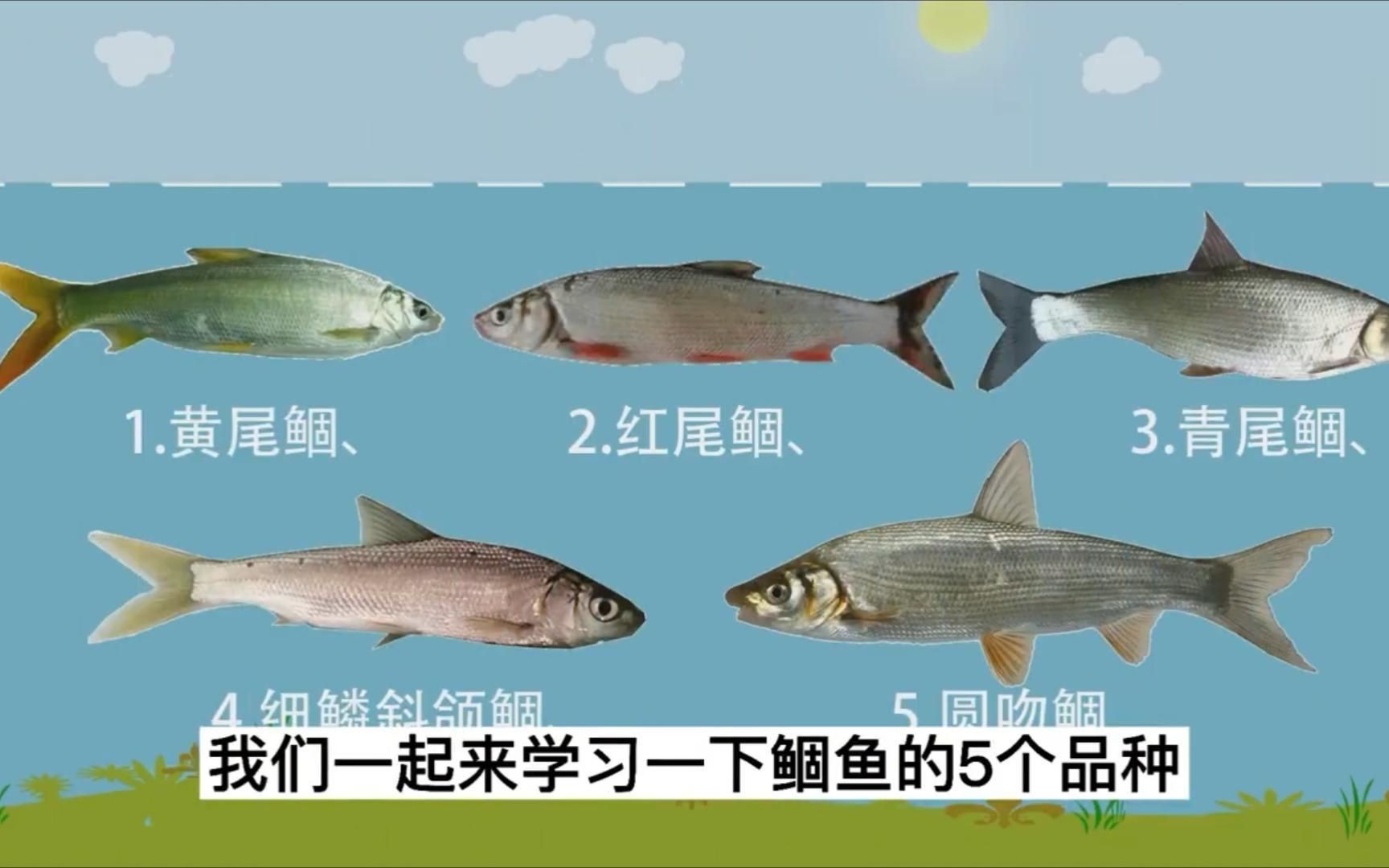 鲴魚有哪幾種【鲴魚是鯉形目鯉科密鲴亞科下的重要經濟魚類類類群】