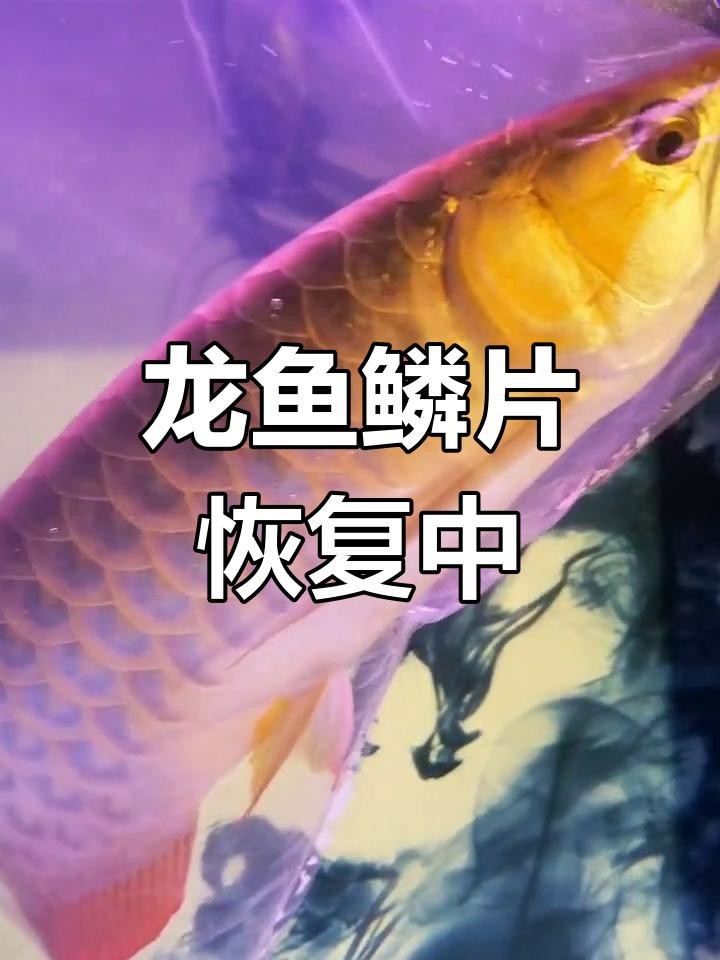 龍魚鱗爛后還能恢復嗎？【魚的魚鱗爛了怎么辦】