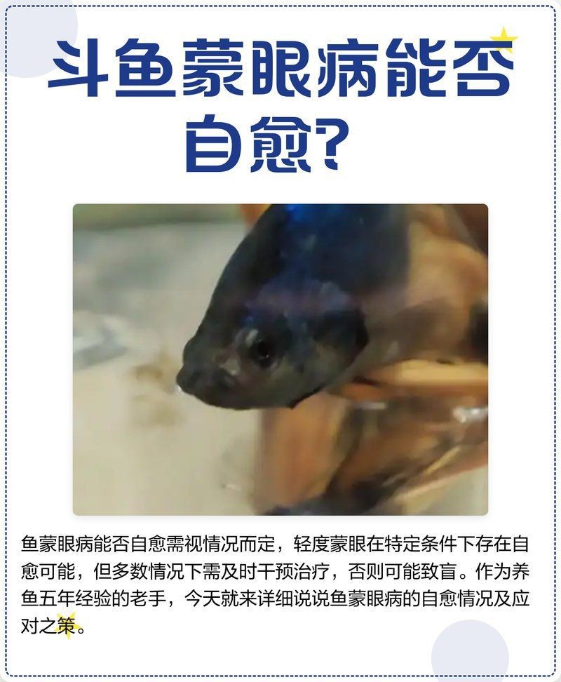 如何判斷錦鯉蒙眼病的嚴重程度？【錦鯉蒙眼病的嚴重程度可通過以下癥狀分級判斷并結合治療建議】