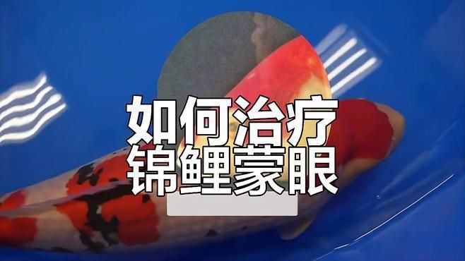 如何判斷錦鯉蒙眼病的嚴重程度？【錦鯉蒙眼病的嚴重程度可通過以下癥狀分級判斷并結合治療建議】