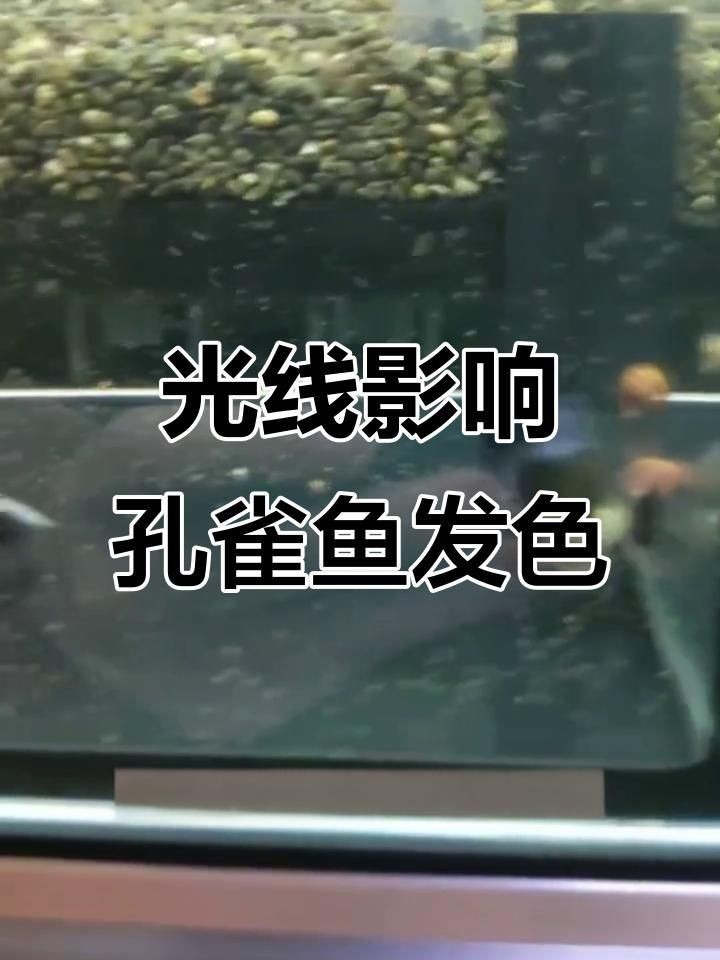 如何判斷孔雀魚是否得到足夠的光照？【孔雀魚的光照問題】