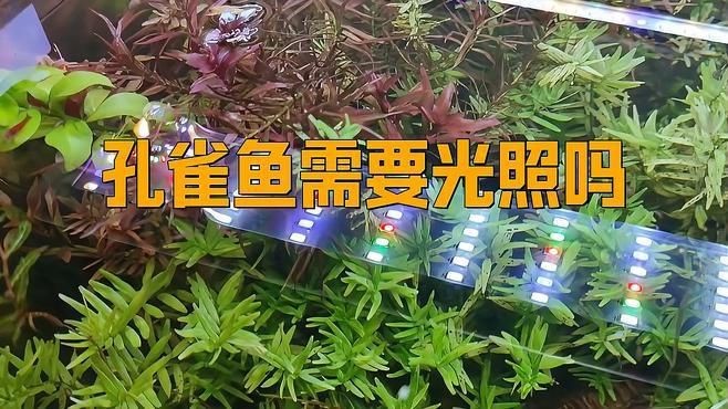 如何判斷孔雀魚是否得到足夠的光照？【孔雀魚的光照問題】