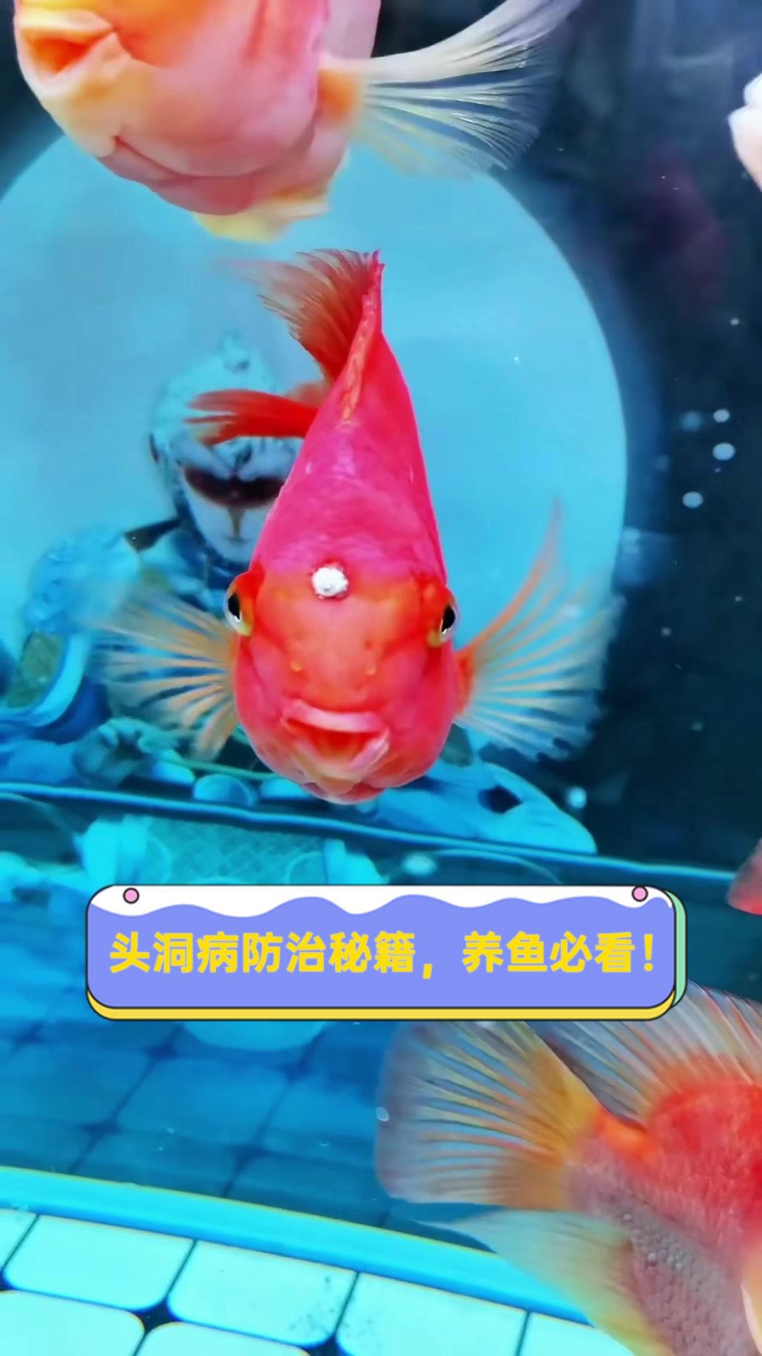紅龍魚頭洞病如何治療？【紅龍魚頭洞病怎么治療】 紅龍魚頭洞病如何治療？【紅龍魚頭洞病怎么治療】 龍魚百科 第3張
