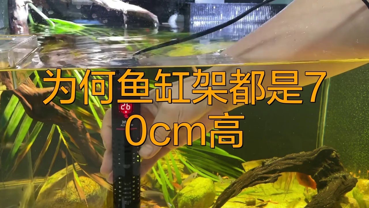 魚缸架高度70好還是80好【為何魚缸架都是70cm高自然訪客】