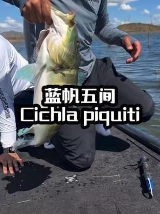 藍帆五間魚價格表和圖片大全【藍帆五間觀賞魚飼養指南】