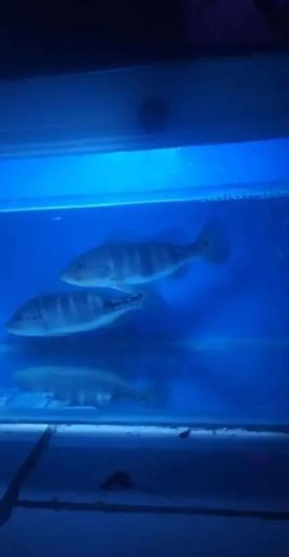 藍帆五間魚價格表和圖片大全【藍帆五間觀賞魚飼養指南】