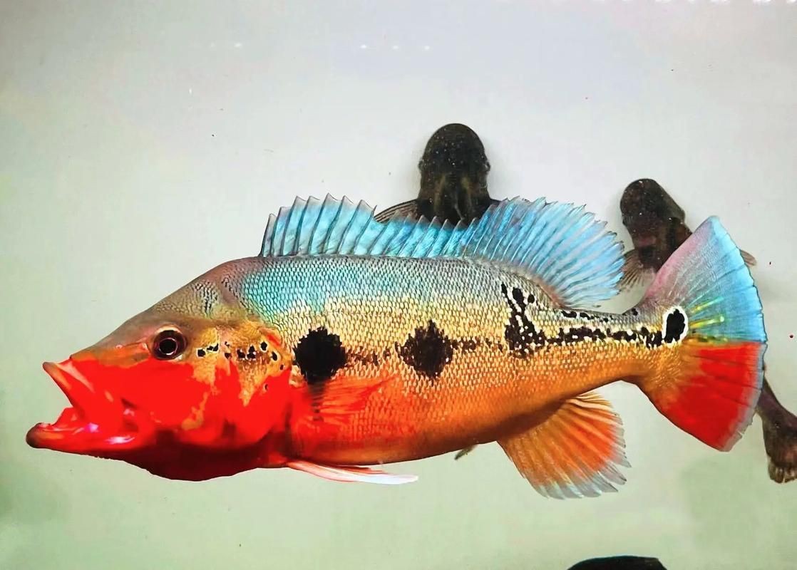 藍帆五間魚價格表和圖片大全【藍帆五間觀賞魚飼養指南】
