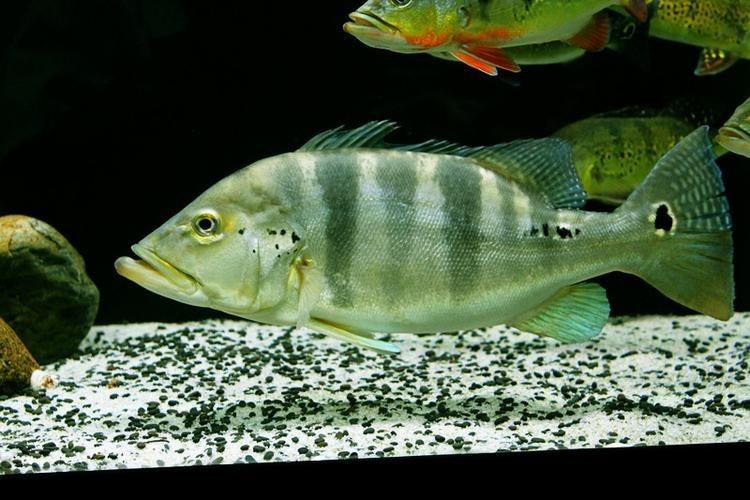 藍帆五間魚價格表和圖片大全【藍帆五間觀賞魚飼養指南】